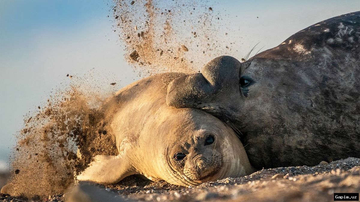 🐧🦠 Птичий грипп убил тысячи детенышей морских слонов на антарктических островах Австралии