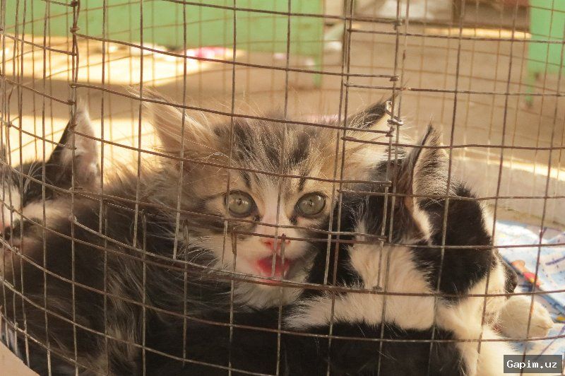 🐱⚠️ Public outrage in Tashkent as adults allegedly involve child in cruel treatment of stray cat