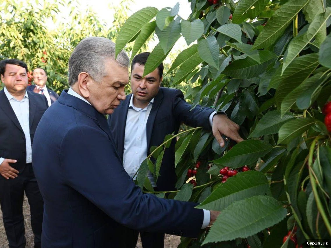 🍇🌱 В Каракалпакстане создадут солеустойчивые сады и бахчевые плантации: Президент объявил трехлетнюю программу