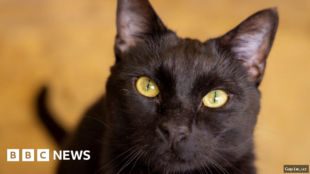 😿🔫 Two Men Punished for Animal Cruelty Against Cats in Uzbekistan's Bostanlyk District