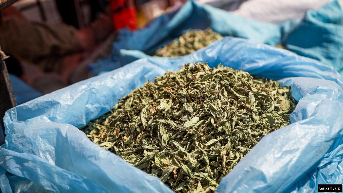 🍃🚬 Gaza residents smoke molokhia cigarettes as tobacco shortages bite