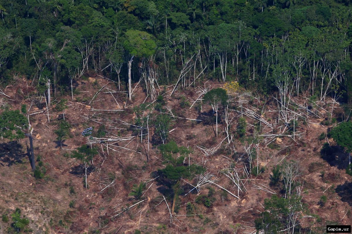 🌳⚖️ Braziliya Oliy sudi Amazonka o'rmonlarini himoya qilish bo'yicha muhim ishlarni ko'rib chiqadi