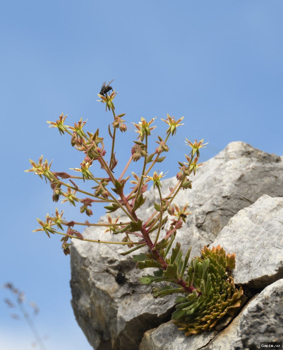 Original: Saxifraga candelabrum carnivorous plant Uzbekistan 🌿🔬 Ученые подтвердили гипотезу Дарвина спустя 150 лет: высокогорное растение оказалось хищным