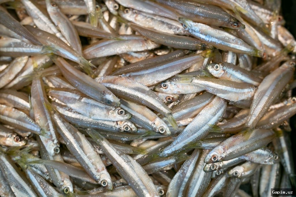 🐟🎣 Shavkat Mirziyoyev reviews proposals for developing fish farming industry