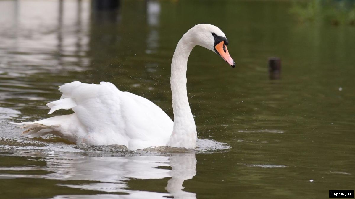⚖️🦢 В Латвии перед судом предстанут двое узбекистанцев за жестокое убийство лебедя