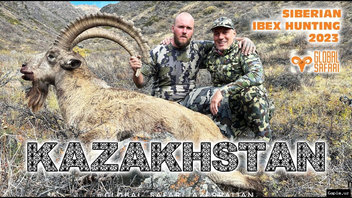🦌🚫 В Ахангаранском районе пресечена незаконная охота на сибирского горного козла