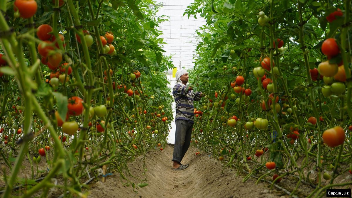🌱 greenhouses 🇺🇿 O‘zbekistonda issiqxona xo‘jaliklarini rivojlantirish va yashil texnologiyalarni joriy etish bo‘yicha yangi qaror qabul qilindi