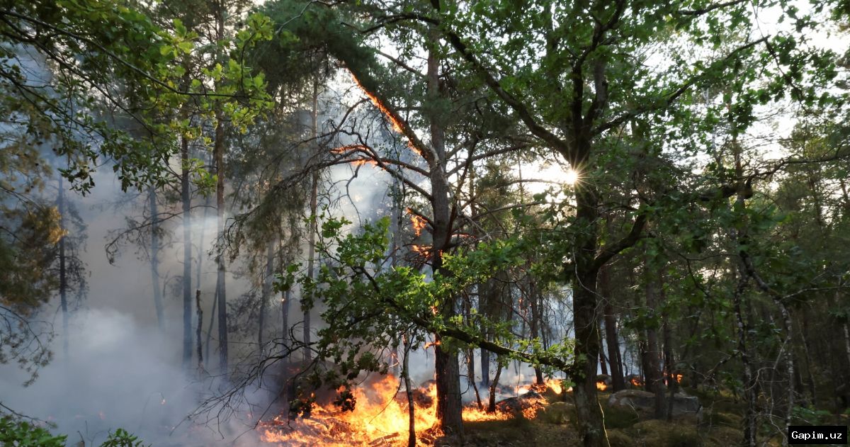 🔥🌲 Major fire in Fontainebleau forest near Paris: two arrested, 900 evacuated