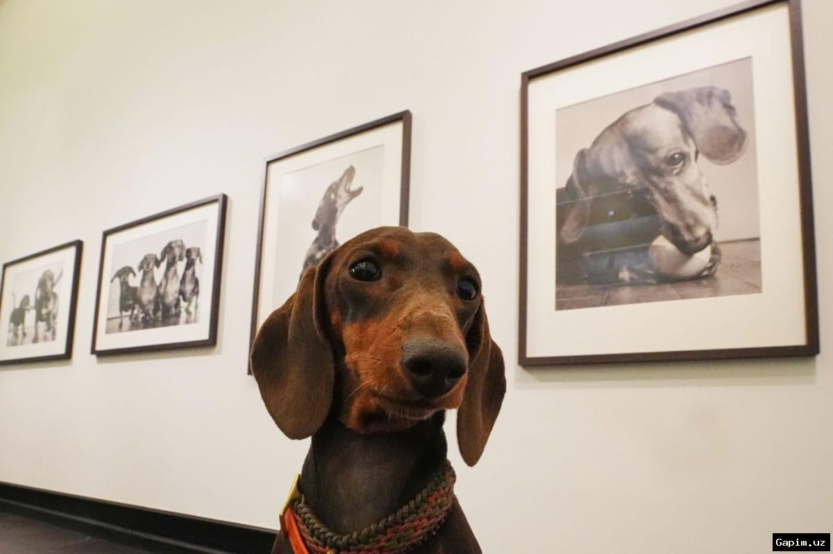 🐕🎨 Dachshunds in Art and History: New Exhibition Opens in Germany