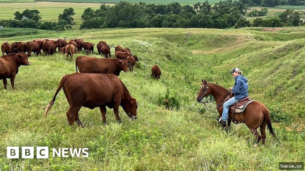 🤠📉 Фермеры США на грани кризиса: животноводы Небраски страдают от политики Вашингтона