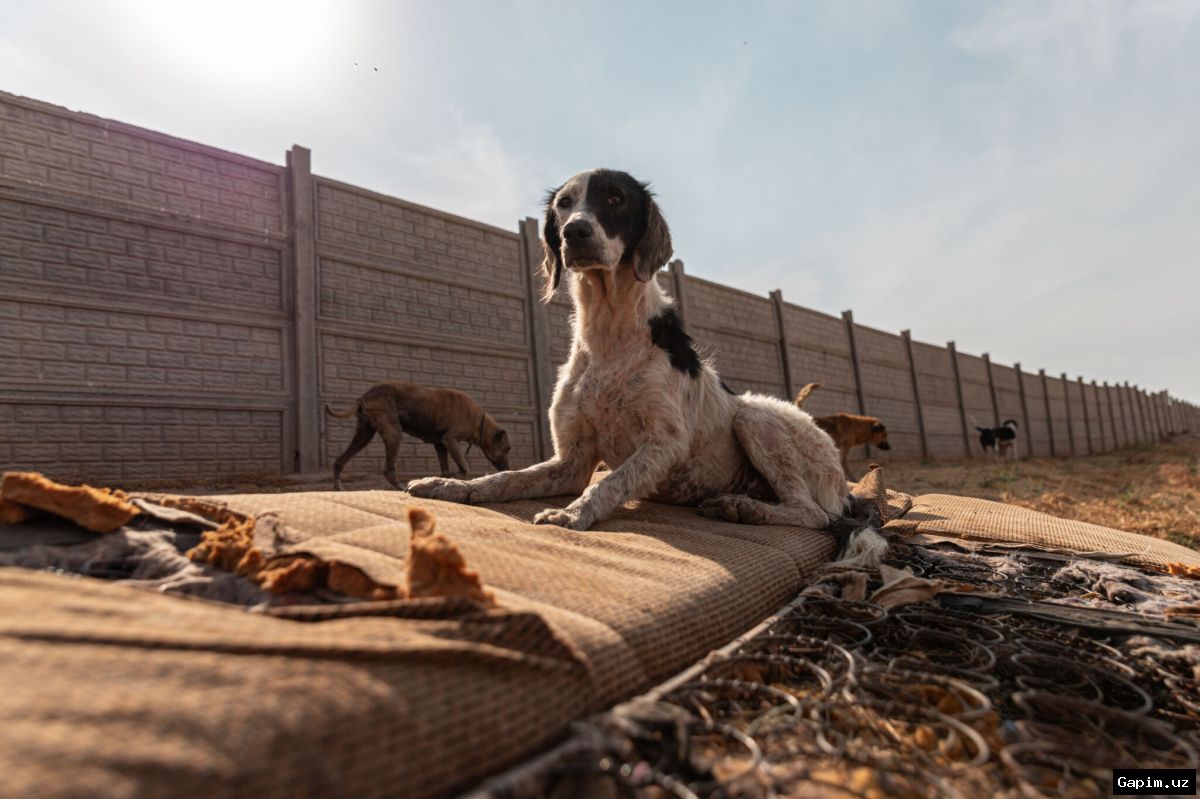 🐕🤝 Компания AL-BINA и партнёры взялись за решение инфраструктурных проблем приюта «Гавчег»