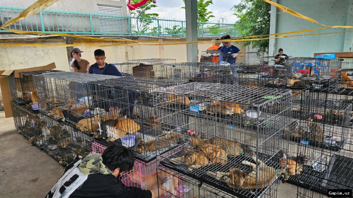 🐱🚔 Vietnam Police Seize Over 400 Stolen Cats in Meat Trade Bust