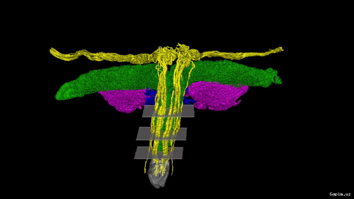 🔬🧠 Yangi 3D tasvirlar klitorisning murakkab nerv tarmog‘ini ochib berdi