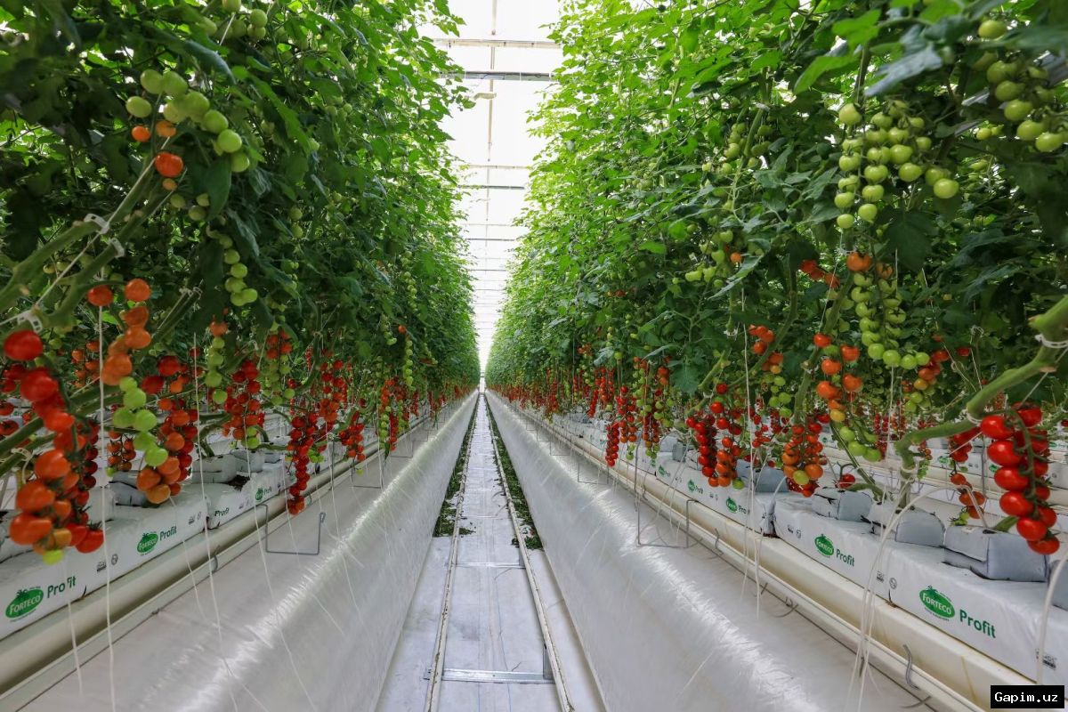 🌍🌱 Нидерланды испытывают культуры для адаптации к изменению климата