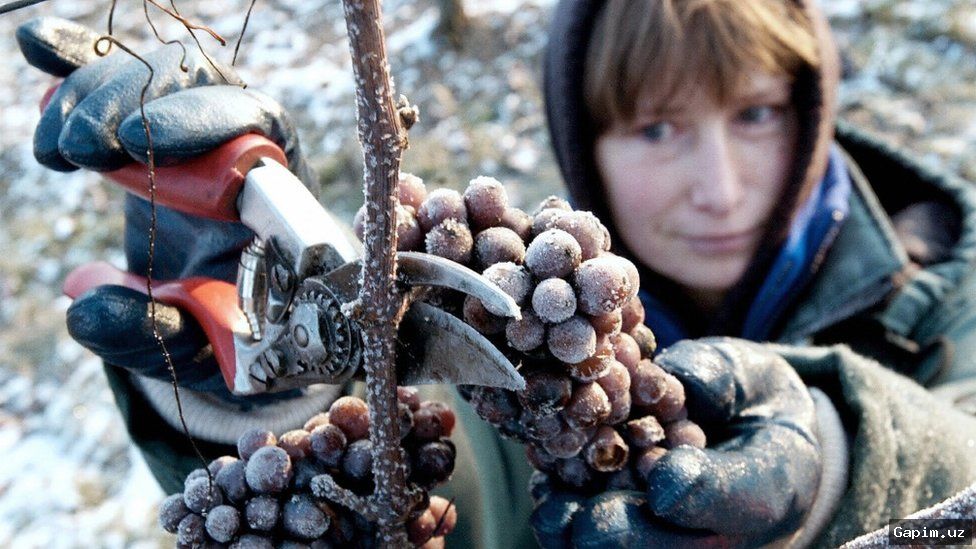 🍇🌍 В Германии начался самый ранний сбор винограда в истории