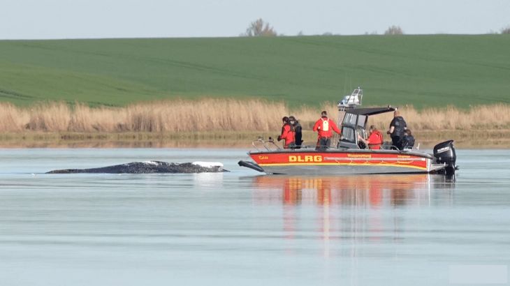 🐋⚰️ Daniya qirg‘og‘ida topilgan o‘lik kit “Timmi” ekani tasdiqlandi