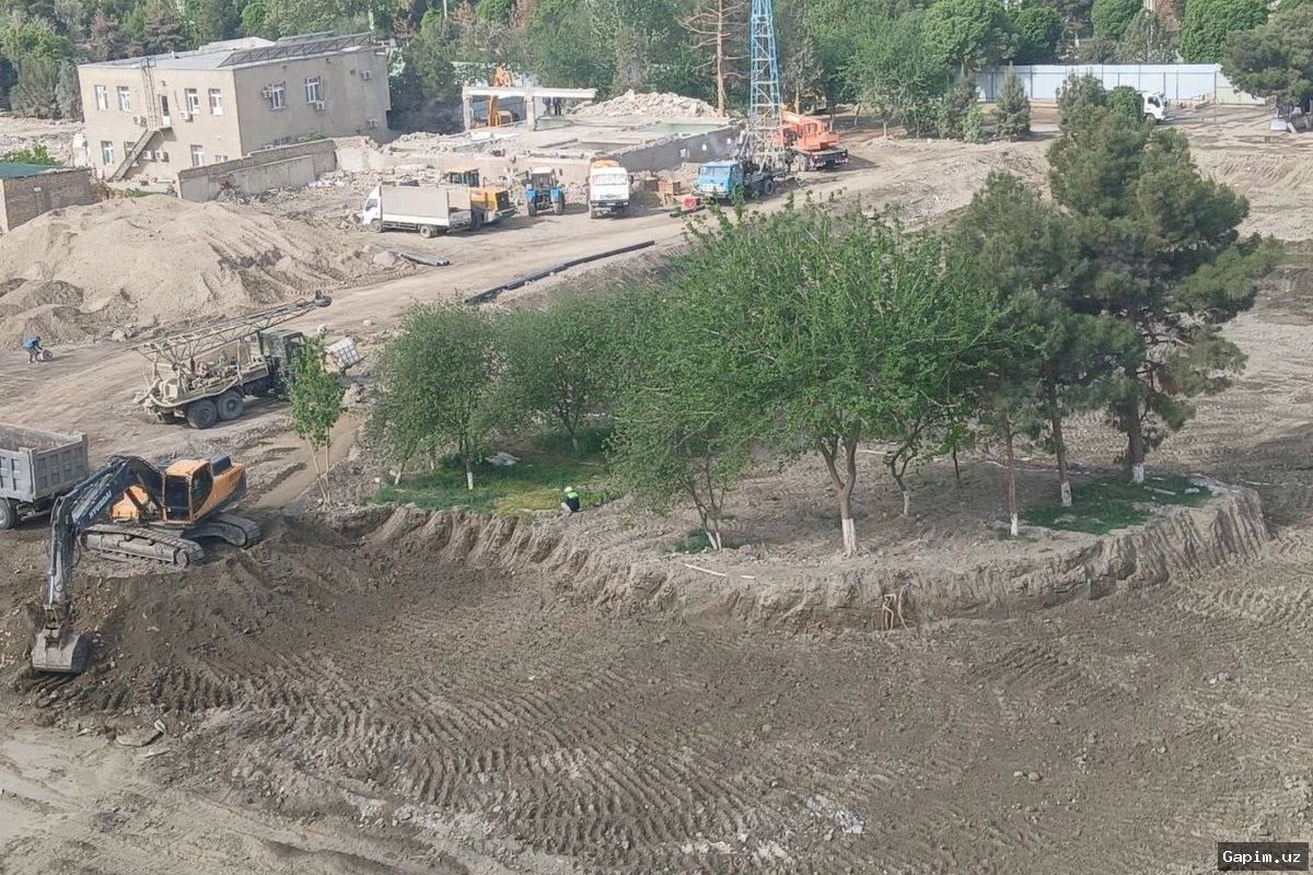 🌲💸 В Бухаре незаконная вырубка 12 елей нанесла ущерб природе на 95,6 млн сумов