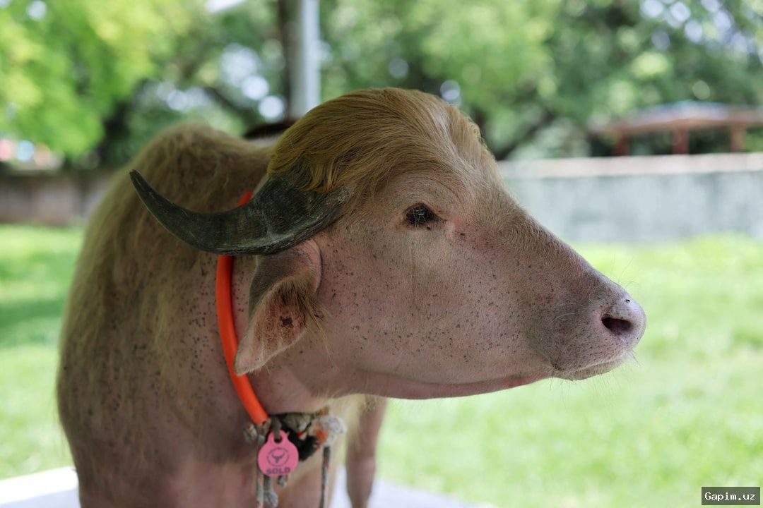 🐃🇧🇩 Bangladeshda Oq Buffalo Donald Trumpning Soch Turmushiga O‘xshab Qoldi