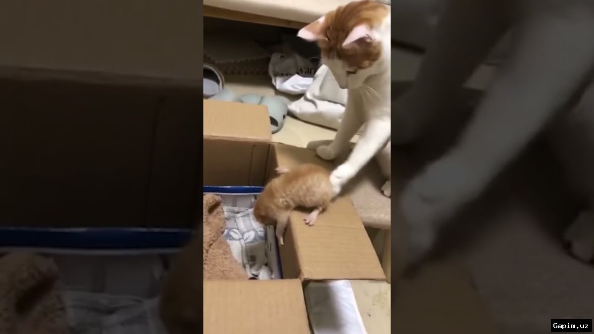 🐱👦 8-Year-Old Boy Pushes Kitten Down Stairs in Tashkent: Father Held Accountable