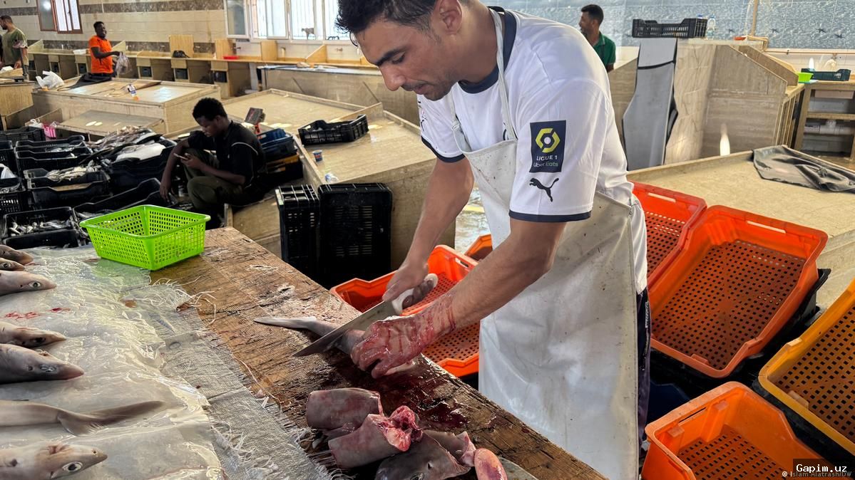 🐟⚠️ У берегов Ливии акулы находятся под угрозой исчезновения