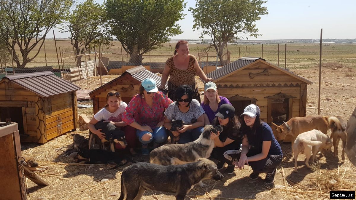 🐕🏗️ New Shelter for 4,000 Stray Animals to Be Built in Chirchiq