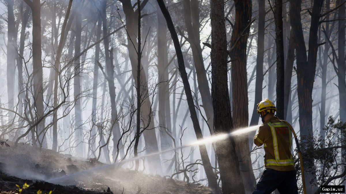 🔥🌲 Число жертв лесного пожара в Испании достигло 12