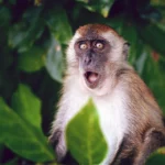 Минздрав сообщил об оспе обезьян в Узбекистане